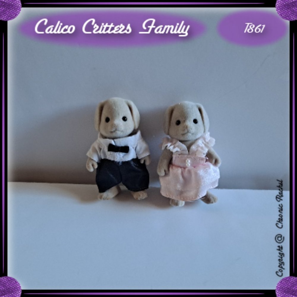 Fancy Basset Dog Adults